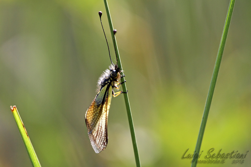 Libelloides latinus